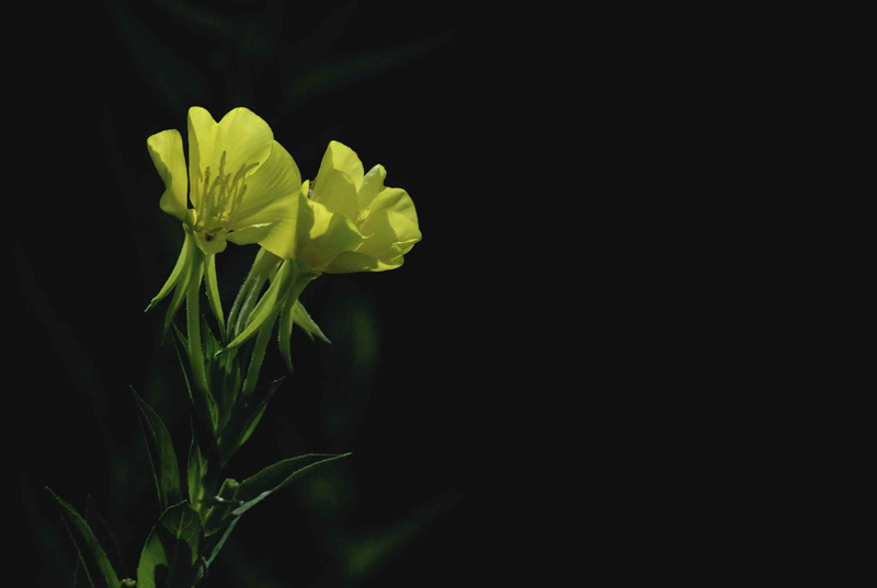 Da identificare - Oenothera sp.